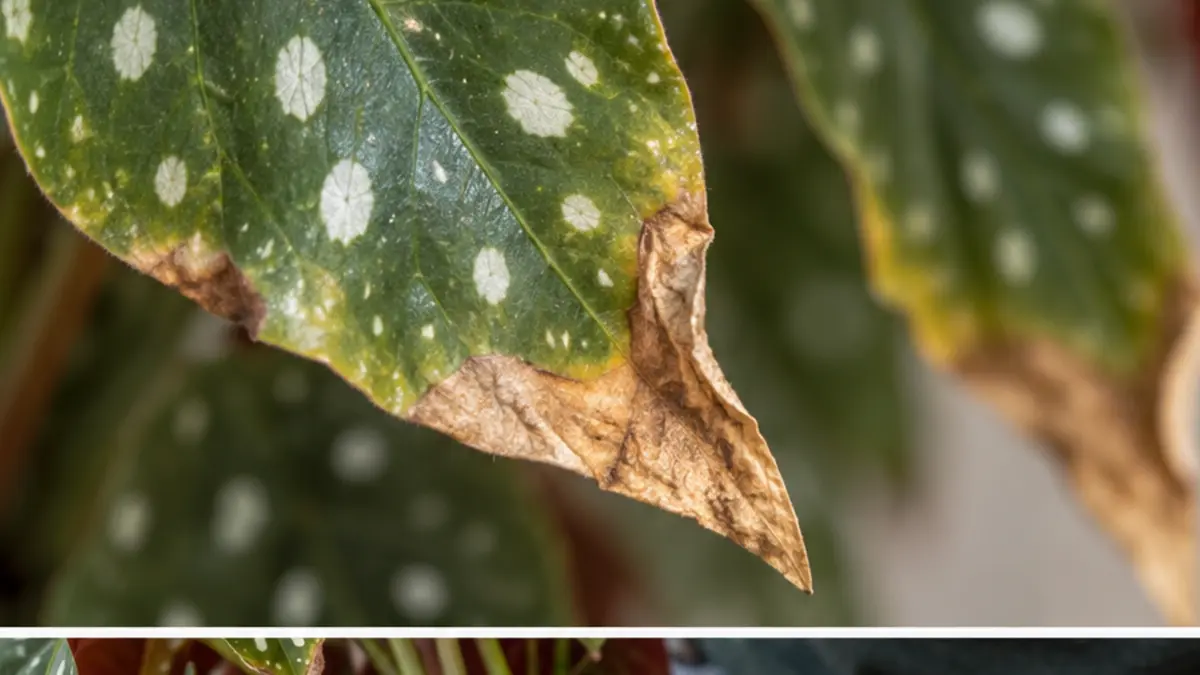 Detalhe prático relacionado a Begônia maculata com pontas secas como identificar o motivo