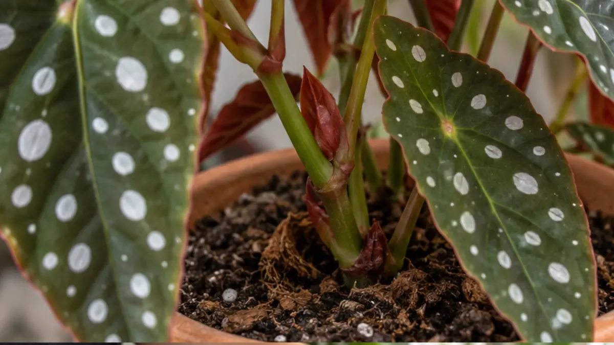 Detalhe de folhas, caule e substrato de Begônia maculata