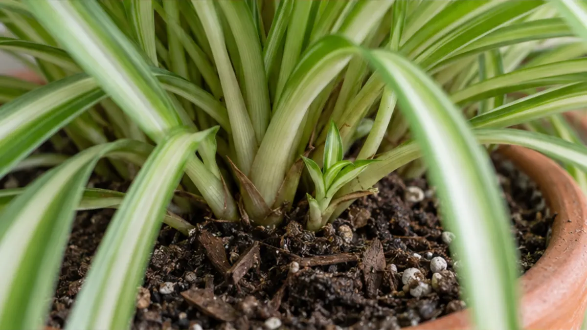 Detalhe de folhas, caule e substrato de Clorofito