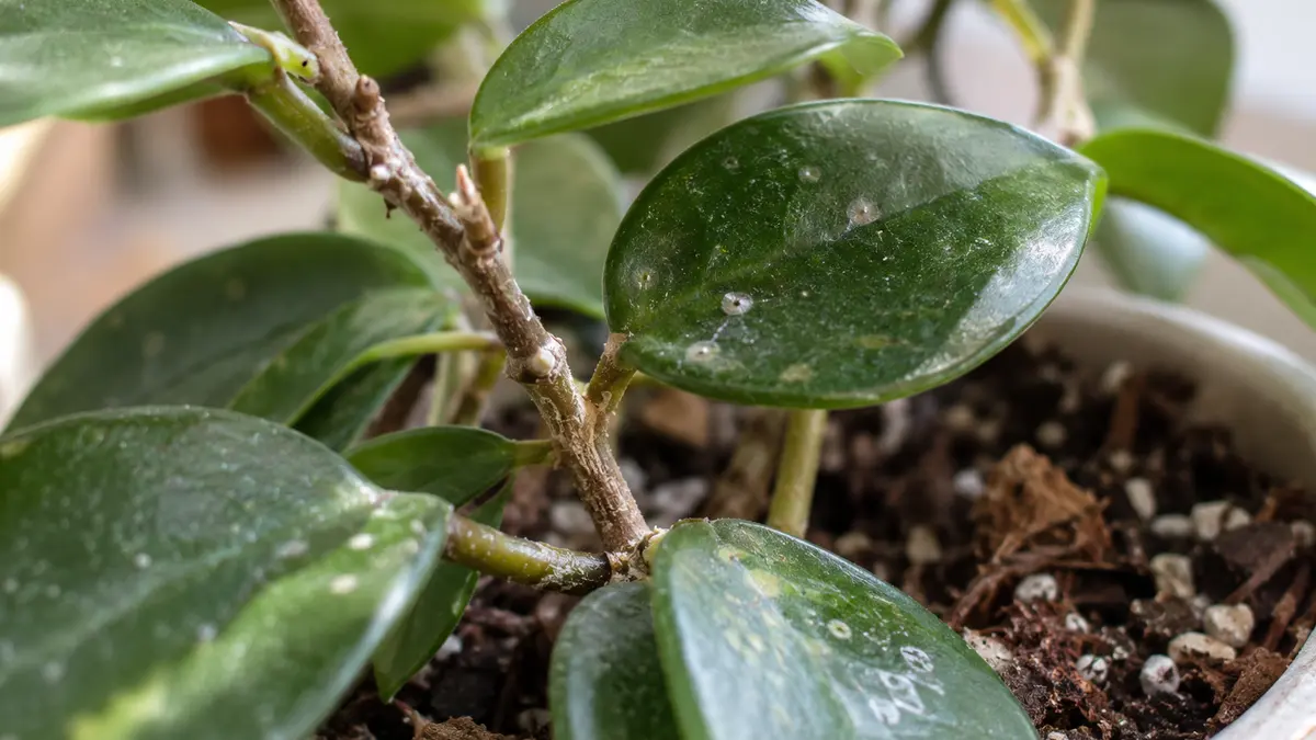 Detalhe de folhas, caule e substrato de Hoya