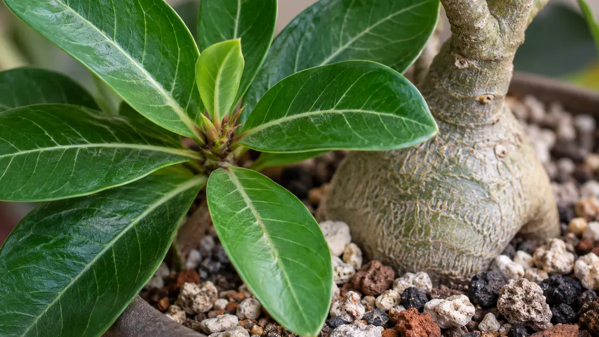 Detalhe de folhas, caule e substrato de Rosa do Deserto