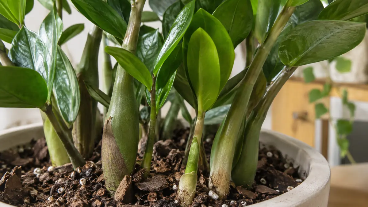 Detalhe de folhas, caule e substrato de Zamioculca