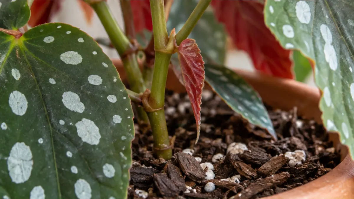 Detalhe de folhas, caule e substrato de Begônia maculata