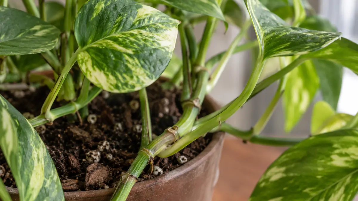 Detalhe de folhas, caule e substrato de Jiboia