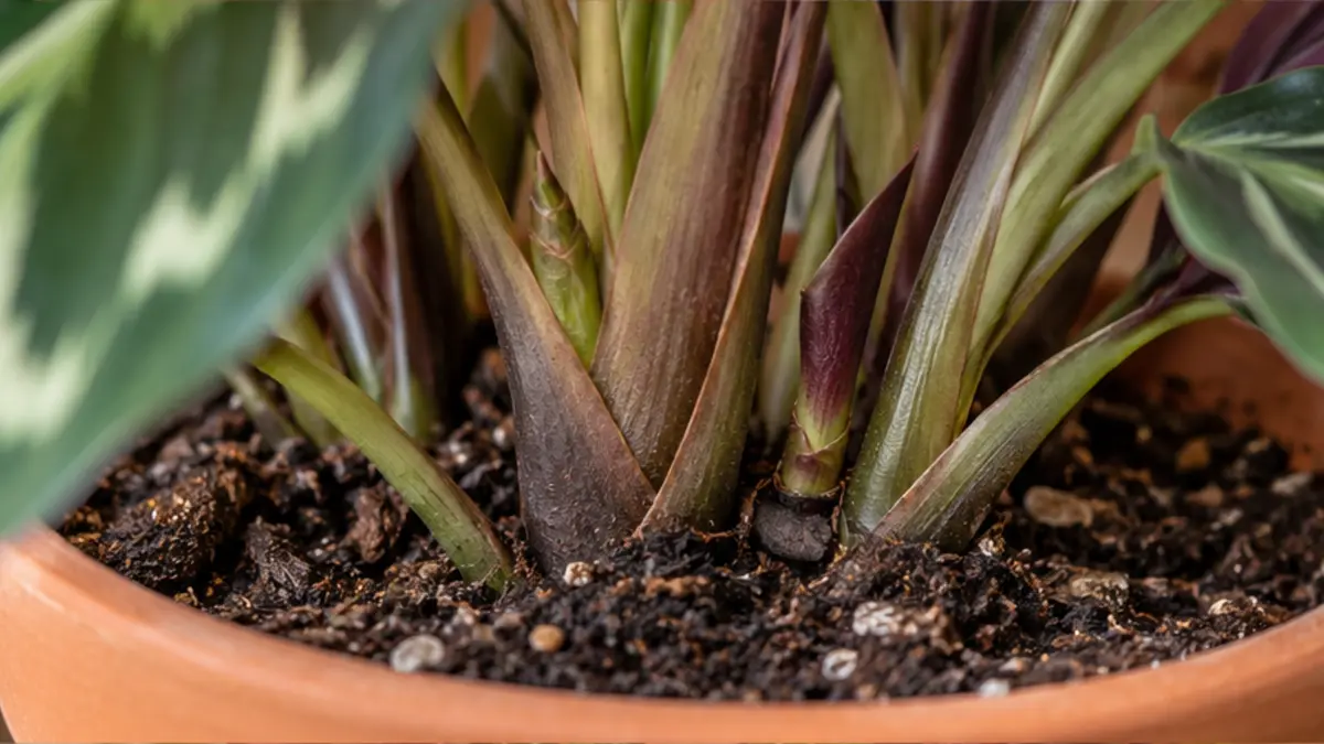 Detalhe de folhas, caule e substrato de Calathea