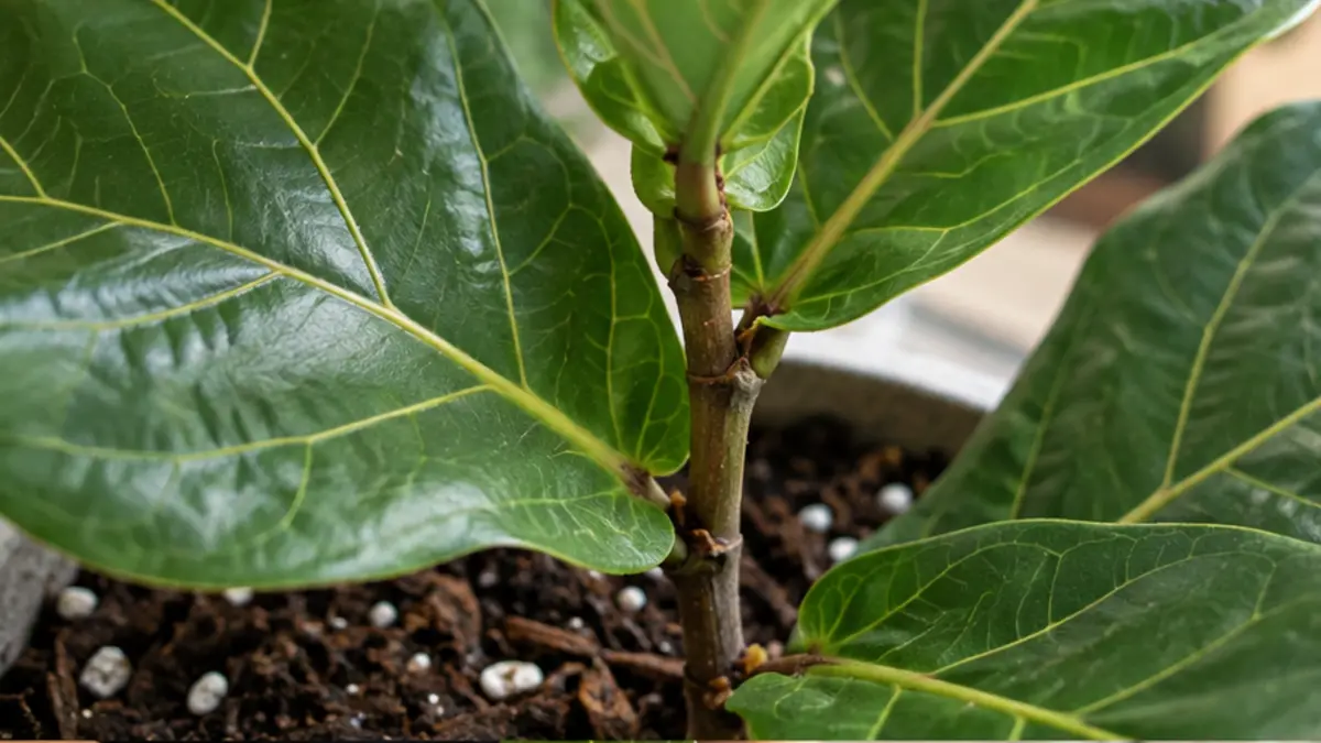 Detalhe de folhas, caule e substrato de Ficus lyrata