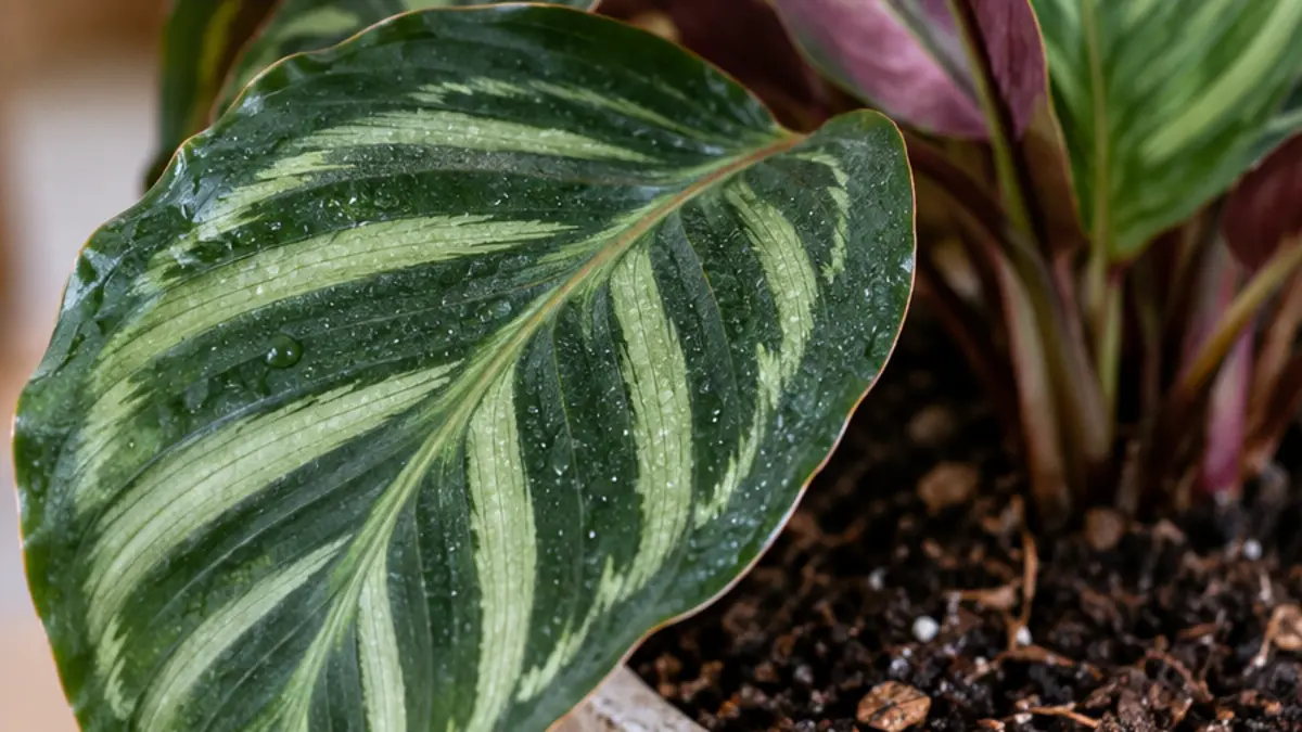 Detalhe prático relacionado a Como manter Calatheas bonitas sem ressecar as folhas