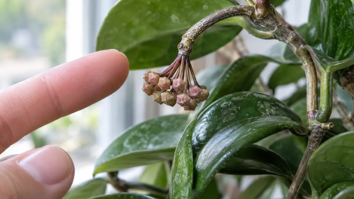 Dedo apontando sem tocar em pedúnculo antigo de Hoya carnosa com novos botões
