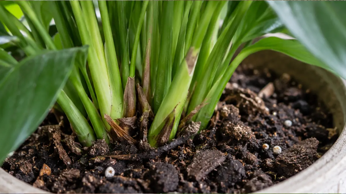 Detalhe de folhas, caule e substrato de Lírio-da-paz