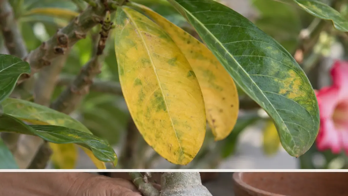 Detalhe prático relacionado a Rosa do Deserto com folhas amarelas principais causas e como corrigir