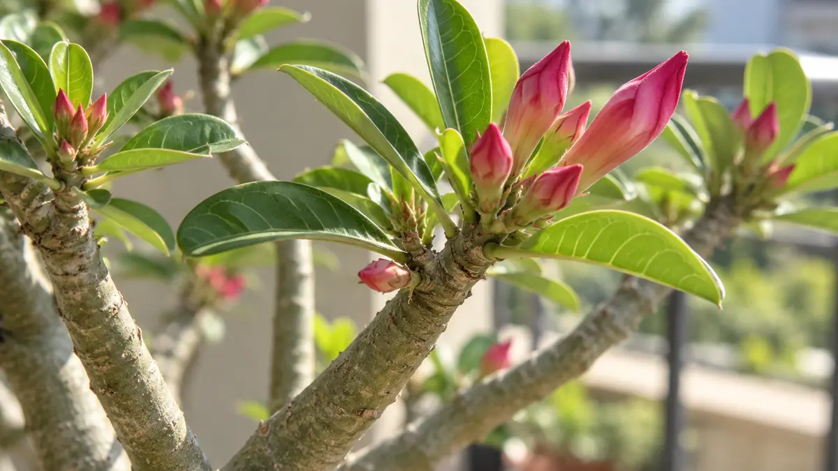Detalhe de botões florais se desenvolvendo nos ramos de uma Rosa do Deserto