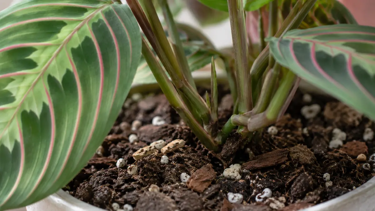 Detalhe de folhas, caule e substrato de Maranta