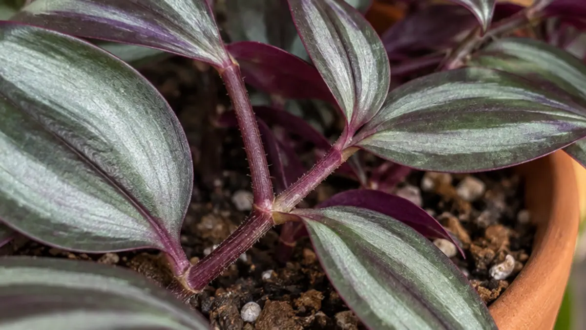 Detalhe de folhas, caule e substrato de Tradescantia zebrina